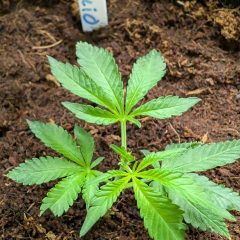 Cherry Bacio  growlog timeline photo