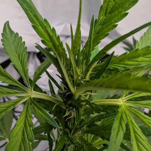 Papaya Cookies Auto  growlog timeline photo