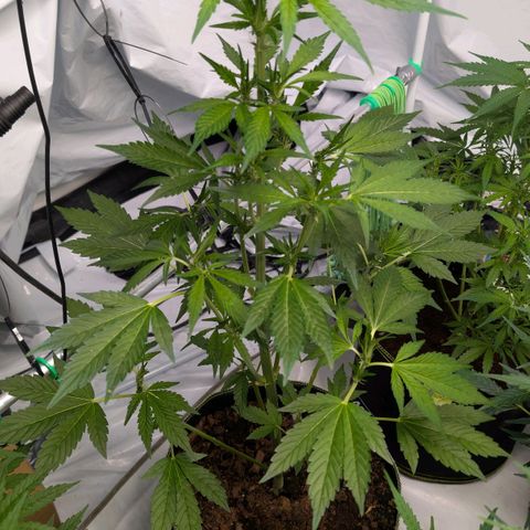 Papaya Cookies Auto  growlog timeline photo