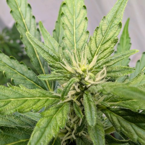 Gorilla Zkittlez Auto growlog timeline photo