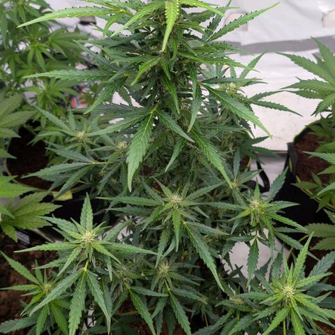 Gorilla Zkittlez Auto growlog timeline photo