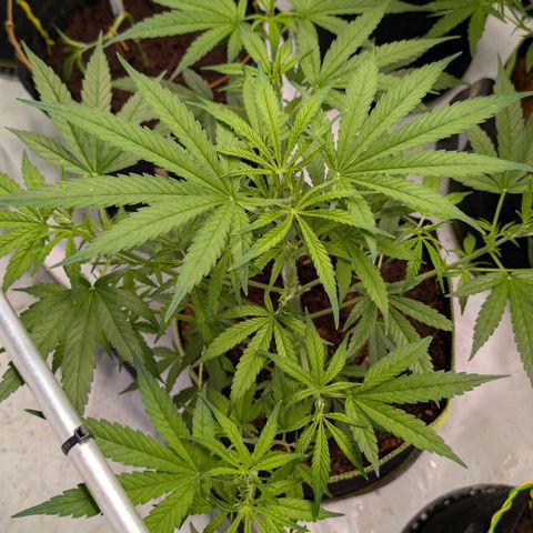 Nama's Threesome #3 growlog timeline photo