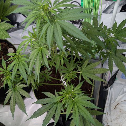 Nama's Threesome #2 growlog timeline photo