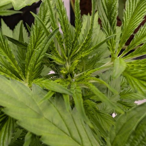 Citrus Fuel (Semi) Automatic growlog timeline photo
