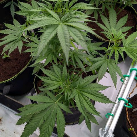 Citrus Fuel (Semi) Automatic growlog timeline photo