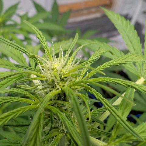 Mimosa Sunrise XXL Automatik  growlog timeline photo