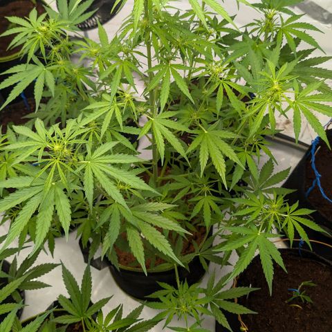 Mimosa Sunrise XXL Automatik  growlog timeline photo