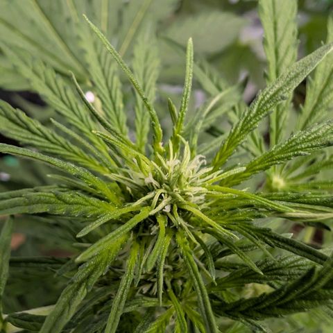 Blueberry Candiez growlog timeline photo