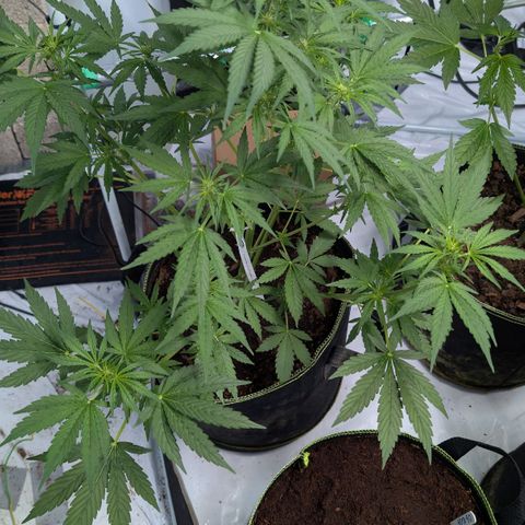 Blueberry Candiez growlog timeline photo