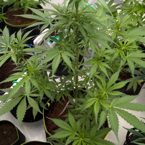 Nama's Threesome #1 growlog timeline photo