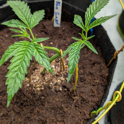 Blue Sunset  growlog timeline photo
