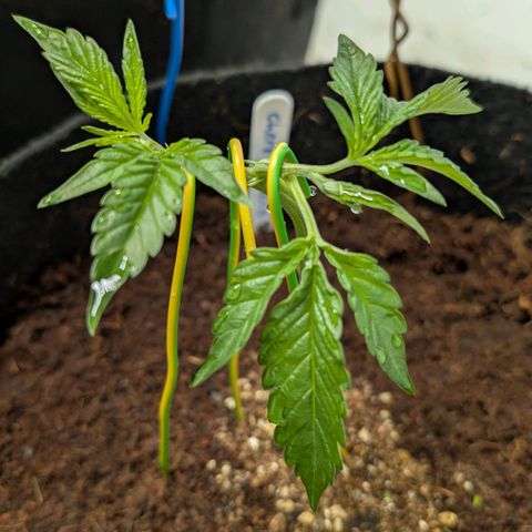 Cherry Bacio  growlog timeline photo