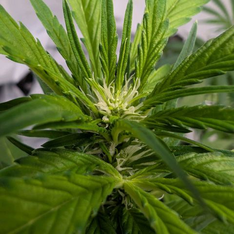 Papaya Cookies Auto  growlog timeline photo