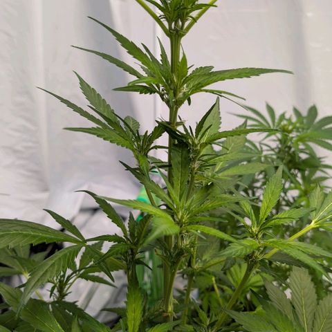 Papaya Cookies Auto  growlog timeline photo