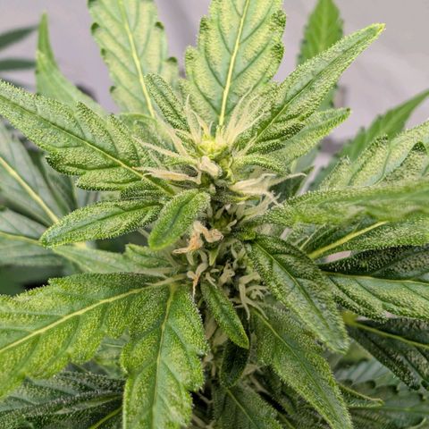 Gorilla Zkittlez Auto growlog timeline photo
