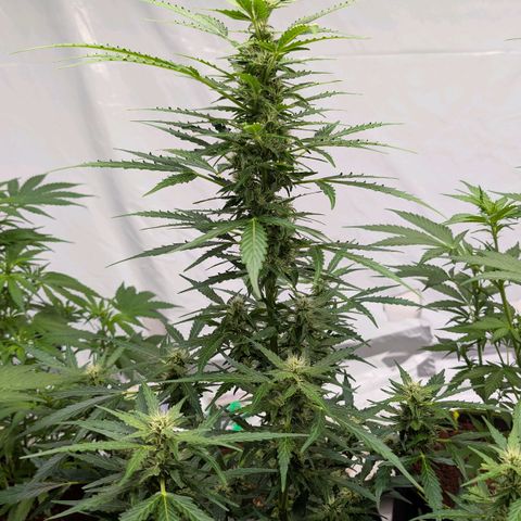 Gorilla Zkittlez Auto growlog timeline photo