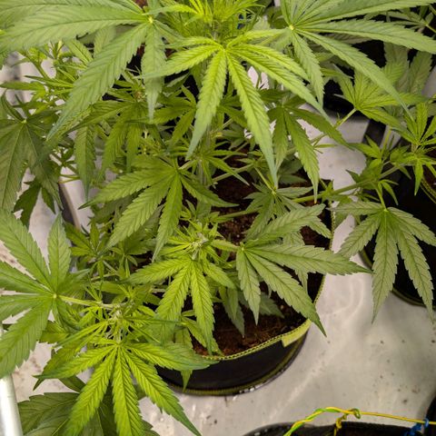 Nama's Threesome #3 growlog timeline photo