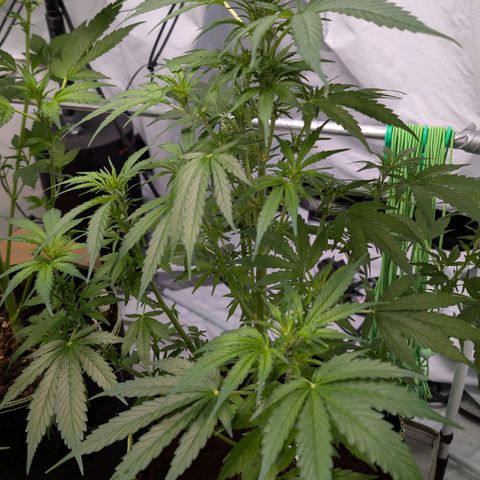 Nama's Threesome #2 growlog timeline photo