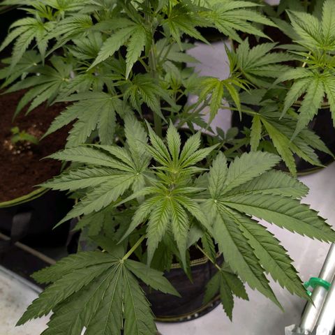 Citrus Fuel (Semi) Automatic growlog timeline photo