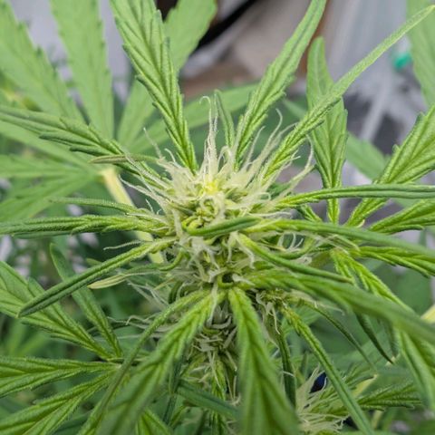 Mimosa Sunrise XXL Automatik  growlog timeline photo