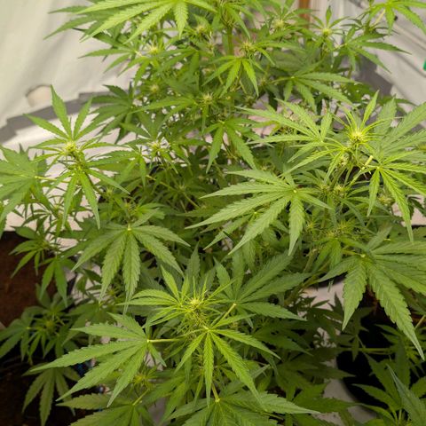 Mimosa Sunrise XXL Automatik  growlog timeline photo