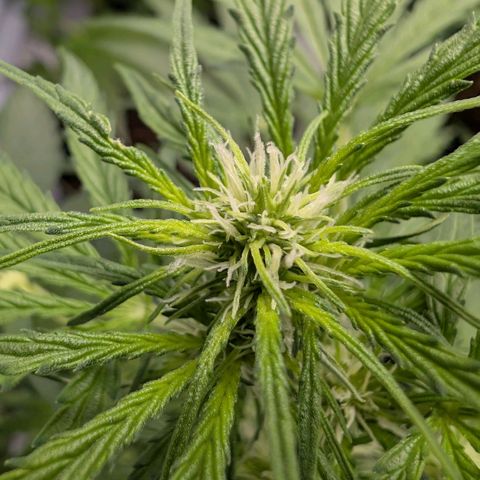 Blueberry Candiez growlog timeline photo
