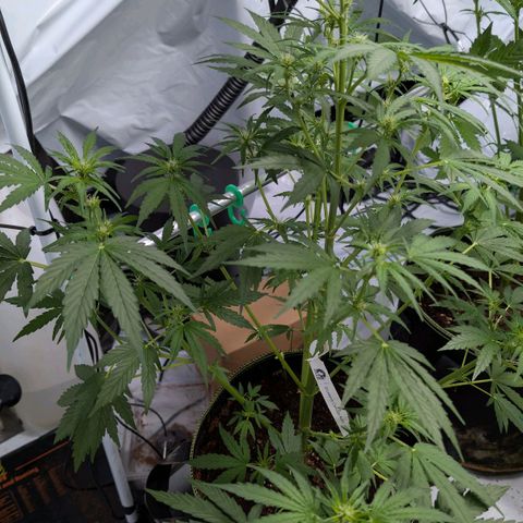 Blueberry Candiez growlog timeline photo