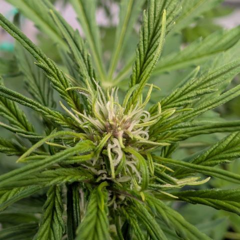 Nama's Threesome #1 growlog timeline photo