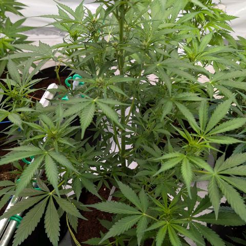 Nama's Threesome #1 growlog timeline photo