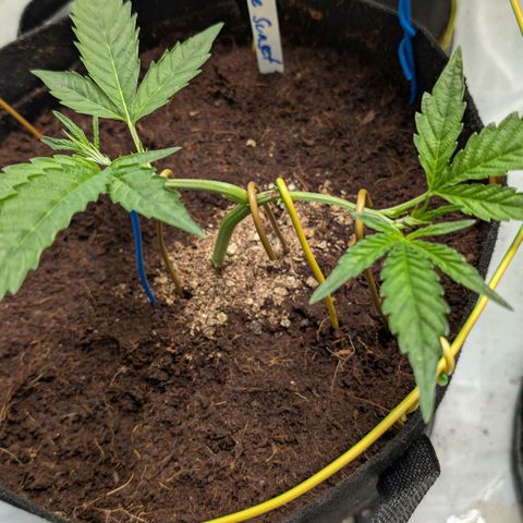 Blue Sunset  growlog timeline photo