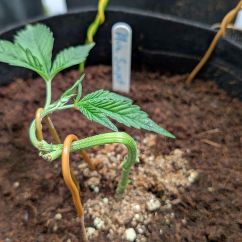 Blue Sunset  growlog timeline photo
