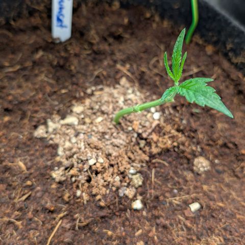 Blue Sunset  growlog timeline photo