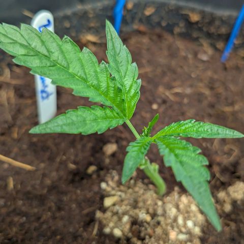 Blue Sunset  growlog timeline photo