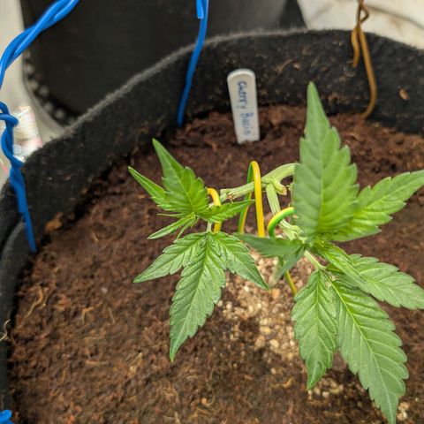 Cherry Bacio  growlog timeline photo