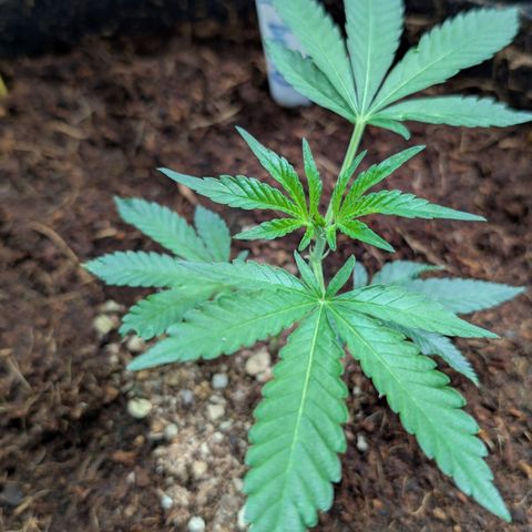 Cherry Bacio  growlog timeline photo