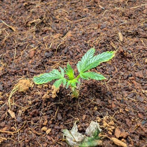 Cherry Bacio  growlog timeline photo