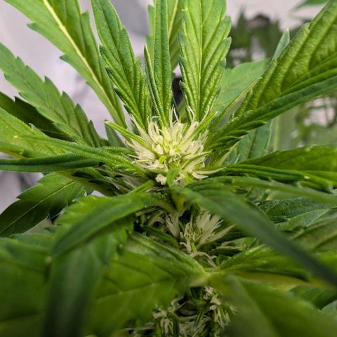 Papaya Cookies Auto  growlog timeline photo