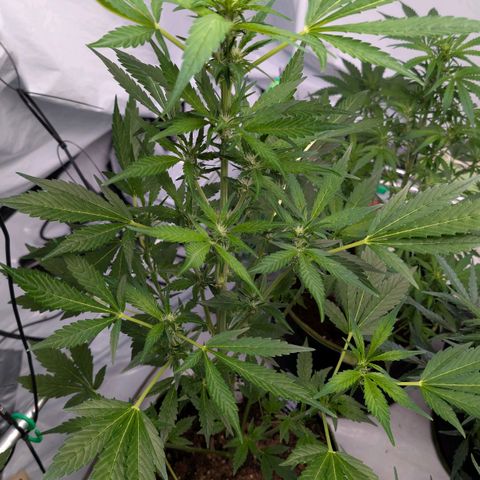 Papaya Cookies Auto  growlog timeline photo