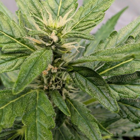 Gorilla Zkittlez Auto growlog timeline photo