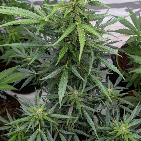 Gorilla Zkittlez Auto growlog timeline photo
