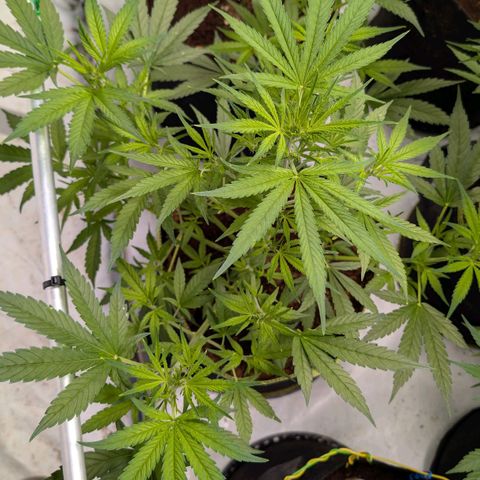 Nama's Threesome #3 growlog timeline photo