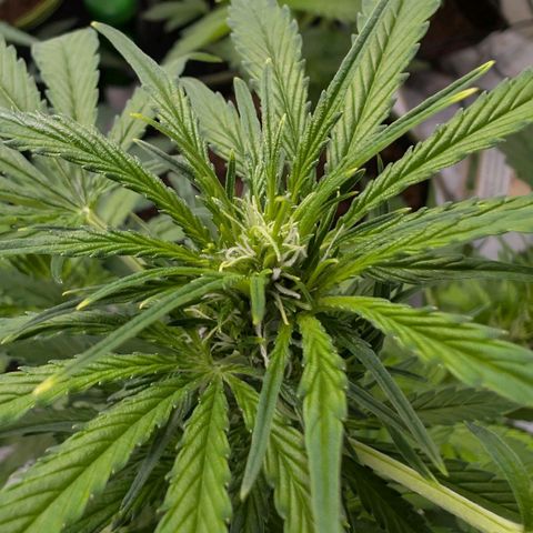 Nama's Threesome #2 growlog timeline photo