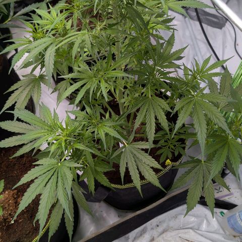 Nama's Threesome #2 growlog timeline photo