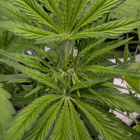Citrus Fuel (Semi) Automatic growlog timeline photo