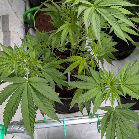 Citrus Fuel (Semi) Automatic growlog timeline photo