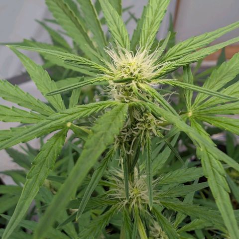 Mimosa Sunrise XXL Automatik  growlog timeline photo