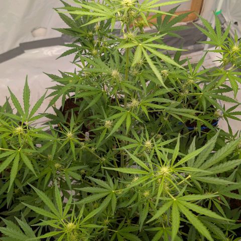 Mimosa Sunrise XXL Automatik  growlog timeline photo
