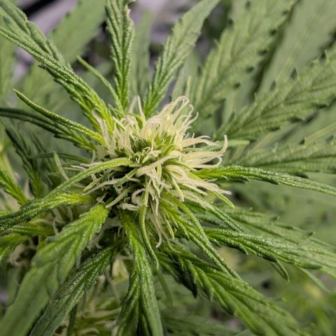 Blueberry Candiez growlog timeline photo