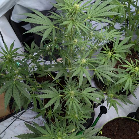 Blueberry Candiez growlog timeline photo
