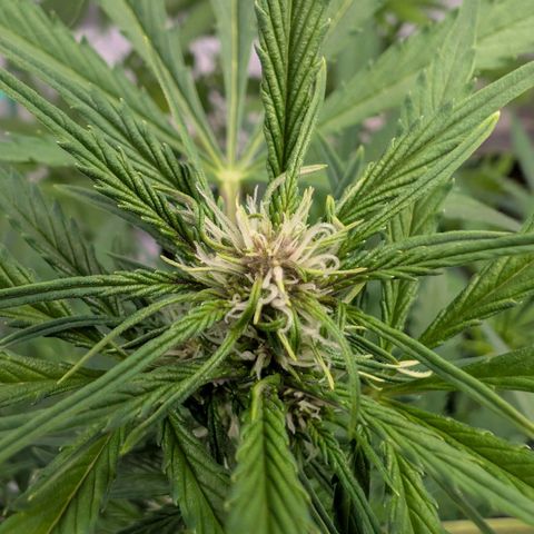 Nama's Threesome #1 growlog timeline photo